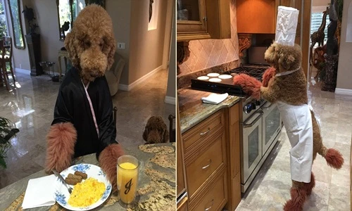 Những con chó giống người nhất thế giới gây sốc