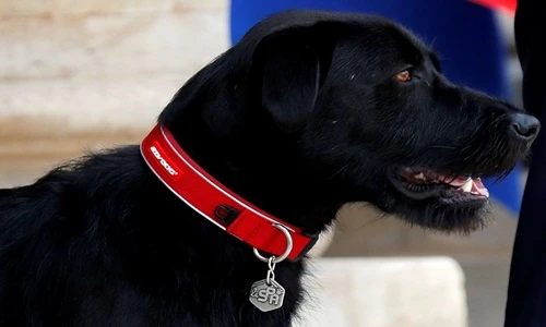 Cuộc sống đáng ghen tị của thú cưng của Tổng thống Pháp