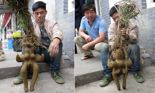 Tận mục cây hà thủ ô hình người đẹp hoàn hảo