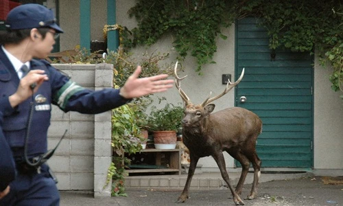 Những lần "tội phạm" động vật gây rối bị cảnh sát “sờ gáy” 