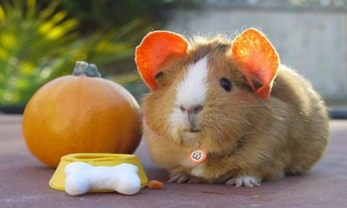 Gặp cô chuột thích cosplay nổi tiếng Instagram