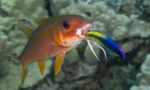 Choáng hành vi gây sốc của sinh vật biển