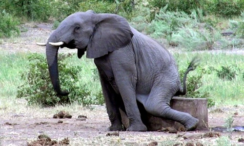 Những pha hài hước không đỡ nổi của loài voi 