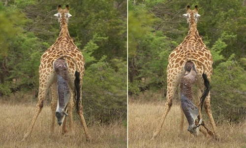 Tận mục màn sinh đẻ hoang dã của hươu cao cổ