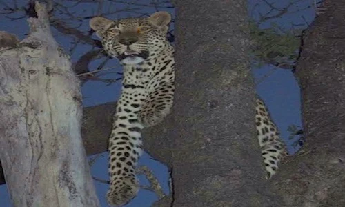 Cảnh lẩn trốn khỏi đàn sư tử khát máu của báo đốm