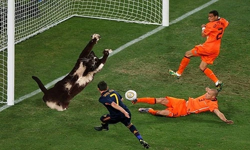 Chú mèo kỳ lạ nổi tiếng bởi dáng đứng bất hủ