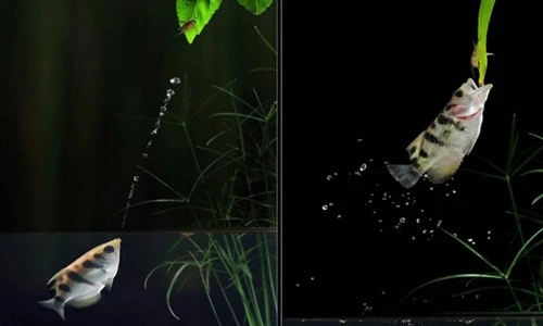 Kinh ngạc màn chuyển động xuất thần trong thế giới động vật