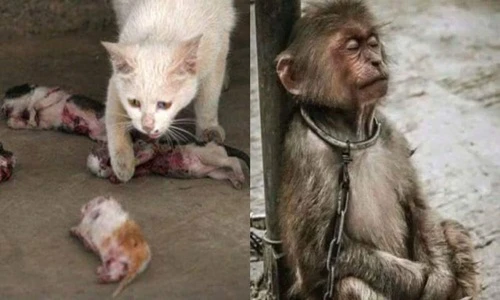 Những hình ảnh đau xé lòng trong thế giới động vật 