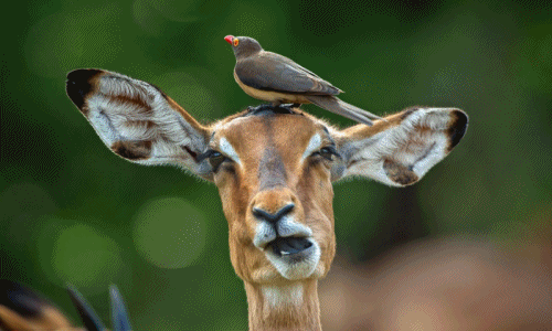 Những khoảnh khắc muốn "độn thổ" của động vật hoang dã