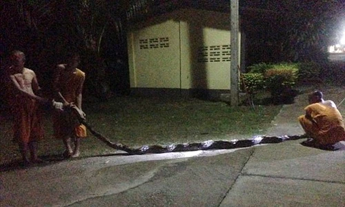 Hãi hùng trăn “khủng” siết, định nuốt ni cô đi vệ sinh