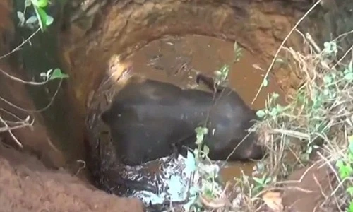 Giải cứu voi con ham chơi rơi xuống giếng hoang 