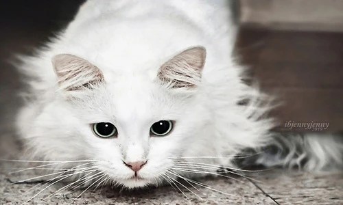 Mèo điếc chữa lành tâm hồn cho người mẹ mất con