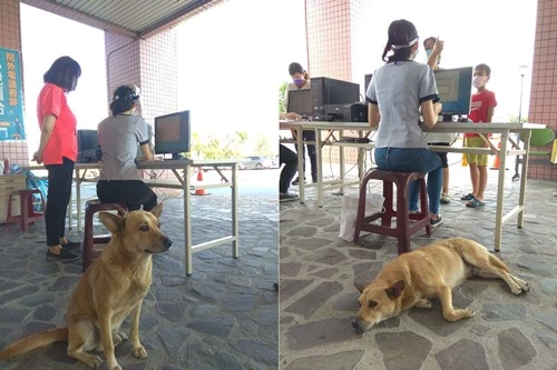 Chú chó “chữa bệnh” cho mọi người, được xem là chó thần