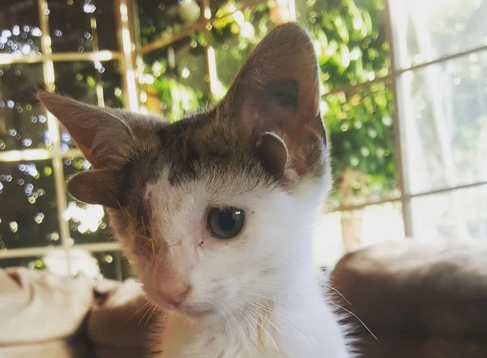 Chú mèo kỳ lạ có 4 tai, 1 mắt, lại rất thu hút