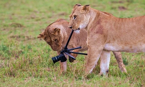 Khiếp đảm sư tử cái "nhai nát" máy ảnh nhiếp ảnh gia