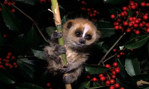 Cận cảnh khỉ nhỏ Việt Nam quý hiếm siêu đáng yêu