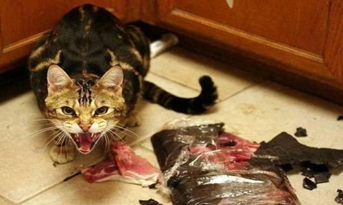 Rợn người những hình ảnh khác biệt của mèo cưng