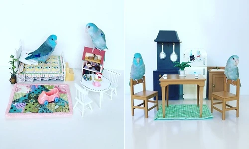Mê mẩn trong thế giới thu nhỏ của đôi vẹt xanh điển trai