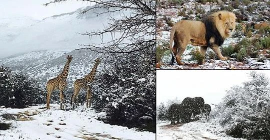 Kinh ngạc cảnh hươu cao cổ, voi... dạo bước trên tuyết ở châu Phi