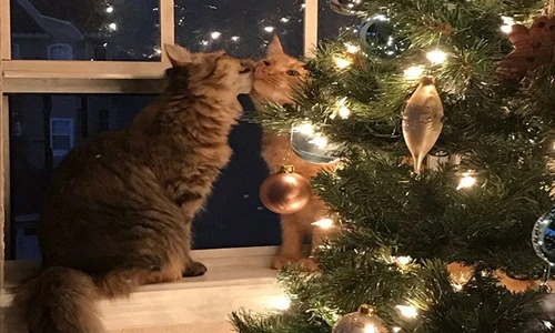 Cặp mèo khiến giới FA ghen tị vì cực tình cảm mùa Noel