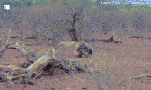 Báo đốm đánh nhau với vợ chồng nhím, nhận kết thê thảm