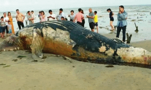Kinh hoàng cá voi khổng lồ dạt bờ chết thảm