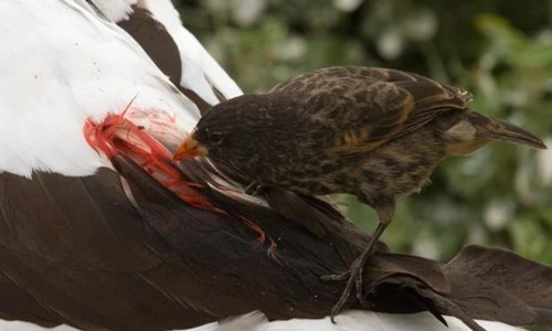 Những ma cà rồng gây khiếp đảm trong thế giới động vật 