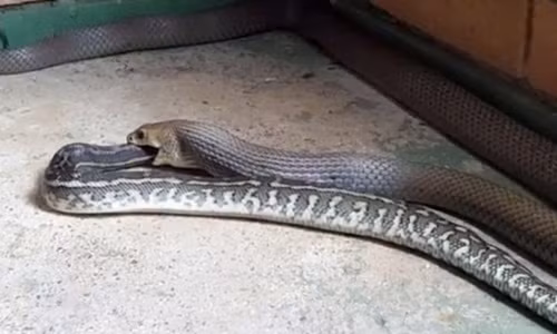 Kinh hoàng rắn hổ mang chúa nuốt chửng trăn thảm