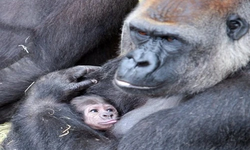 Xót xa con khỉ đột mất chồng sau 20 năm chung sống 