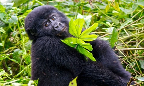 Khỉ đột tạo dáng gợi cảm như người mẫu chuyên nghiệp