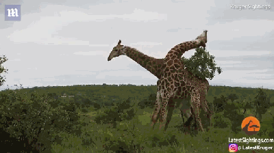 Cận cảnh trận chiến tình yêu khốc liệt của hươu cao cổ