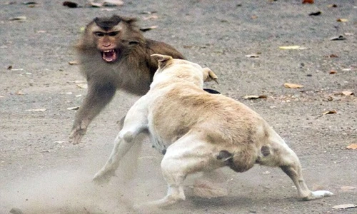Hãi hùng kịch chiến đẫm máu của khỉ với động vật khác