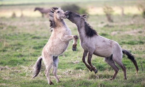 Ngựa hoang kịch chiến giành quyền giao phối chính thống