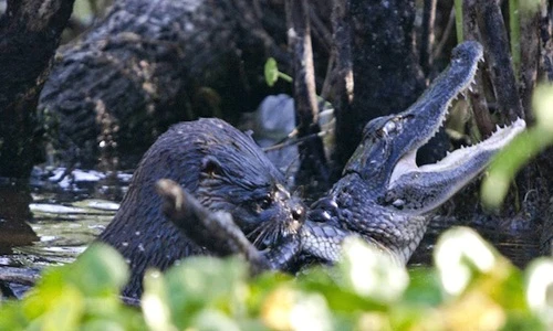 Những kẻ thủ ác đội lốt động vật ngoan hiền đáng yêu