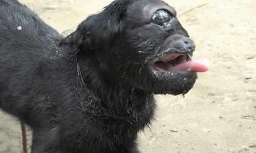 Phát hiện con dê "ngoài hành tinh" một mắt trông đáng sợ