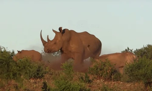 Cận cảnh sư tử tàng hình săn thịt tê giác con 