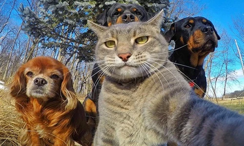 Khi các loài động vật tự sướng đỉnh hơn cả con người