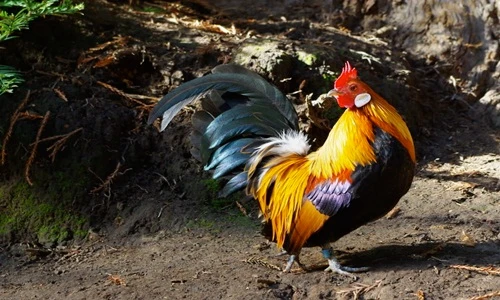 Những lý do không thể coi thường loài gà