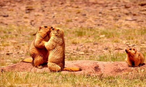 Hạn hán, sóc marmot “nắm chặt tay nhau” vượt khó khăn