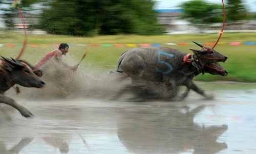 Kịch liệt cảnh trâu đua nhau bạt mạng trên đường đua