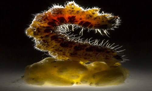 Cảnh động vật khổ sở bởi ký sinh trùng kinh dị nhất