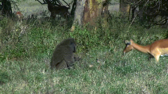 Linh dương bất lực nhìn khỉ đầu chó giết con trước mặt