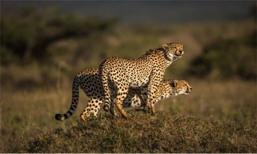 Tình anh em kỳ lạ của đôi báo đốm hoang dã 