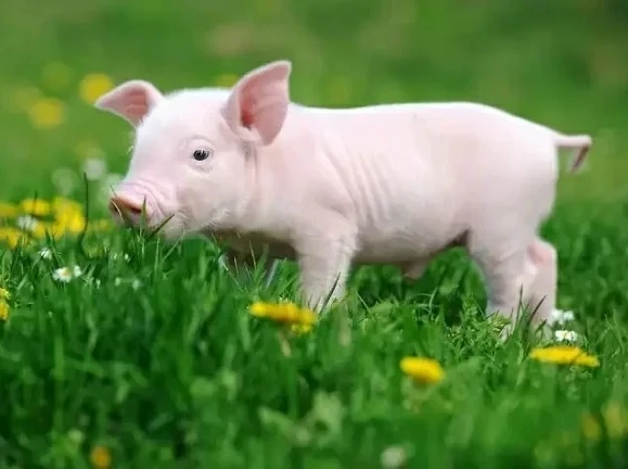 Tuần mới (24/7 - 30/7/2023): 3 con giáp vận rủi tiêu tan, làm giàu cực dễ