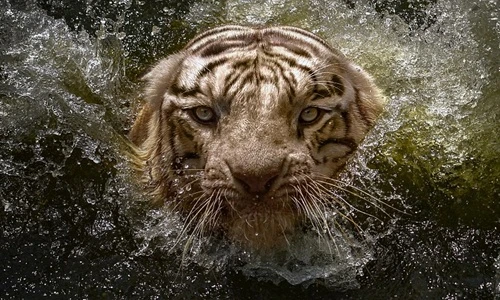 Ảnh dưới nước ấn tượng chụp hổ Bengal quý hiếm
