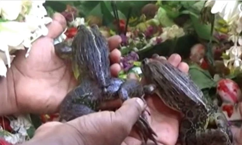 Chuyện lạ hôm nay: Độc đáo tổ chức lễ cưới cho ếch 