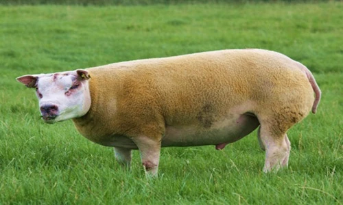 Sốc: Loài cừu đặc biệt vừa giống cừu vừa giống chó 