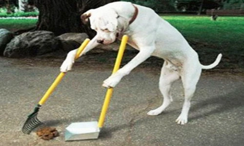 Những hình ảnh siêu hài hước của loài chó 