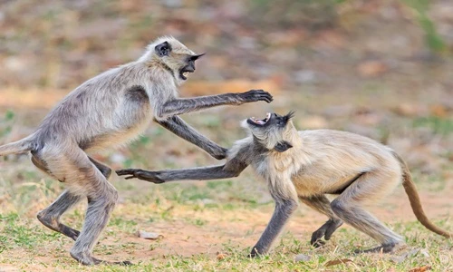 Kinh hoàng hỗn chiến của loài khỉ với đồng loại