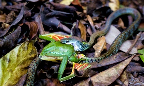 Kinh hãi cảnh rắn phanh mồm vật vã nuốt ếch khủng